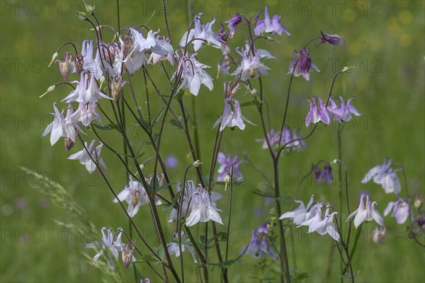 European columbine (Aquilegia vulgaris), Bavaria, Germany, Europe
