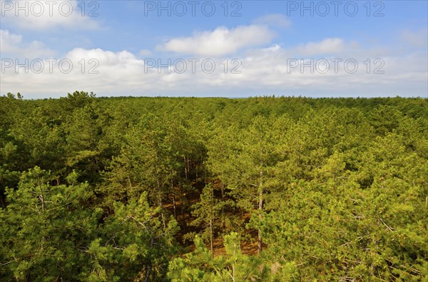 View from the lookout tower, pine forest, Fonteinsnol, De Koog, Texel Island, North Sea, North
