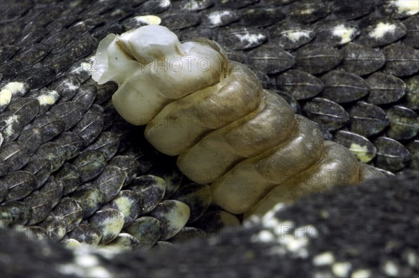 Close up of rattler and keeled scales of Arizona black rattlesnake (Crotalus oreganus cerberus)