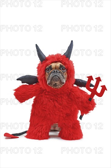 Funny French Bulldog dog with red devil Halloween costume wearing a fluffy full body suit with fake