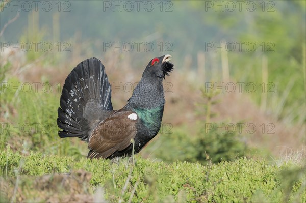 Western capercaillie (Tetrao urogallus) courting, Kalkalpen National Park, Upper Austria, Austria,