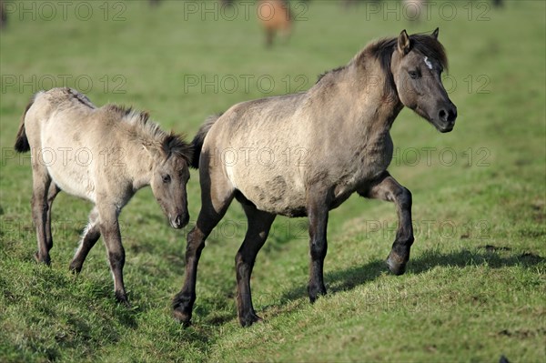 Dülmen wild horses, mare with foal, Merfelder Bruch, Dülmen, North Rhine-Westphalia, Dülmen wild