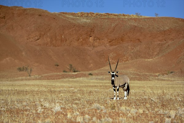Gemsbok (Oryx gazella) in barren landscape, Gondwana Namib Park, near Sesriem, Hardap Region,