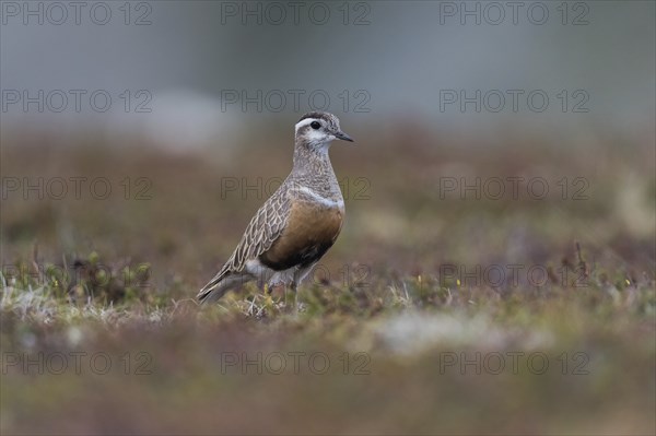 Eurasian Dotterel (Charadrius morinellus), in the Tundra, Finnmark, Norway, Europe