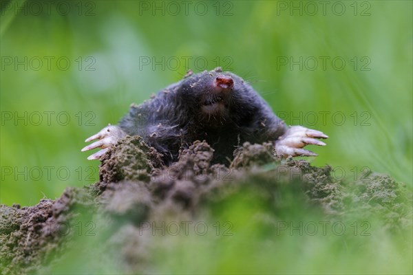 European mole (Talpa europaea), Germany, Europe