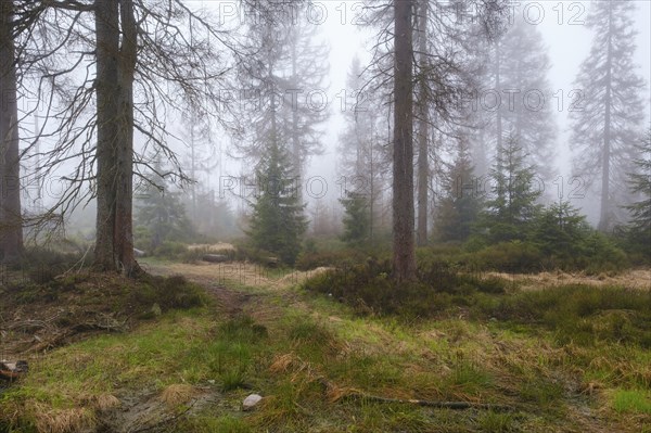 Forest at the Oderteich in the Nebel, Harz National Park, Lower Saxony, Germany, Europe