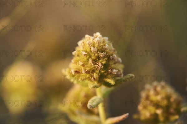 Felty germander (Teucrium polium) blooming at Mount "La Talaia del Montmell" at evening, Catalonia,