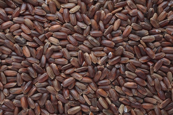 Red rice, Camargue rice from France, rice variety with a red bran layer, usually offered as brown