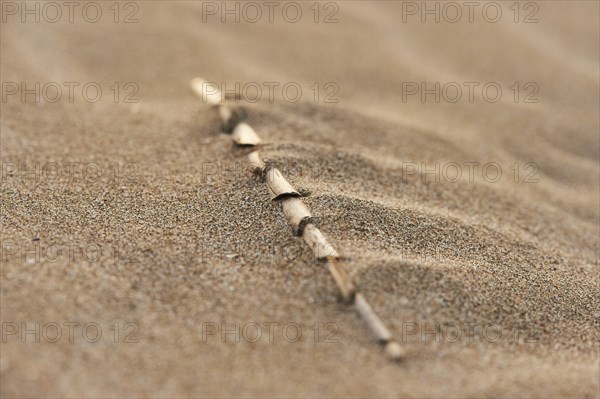Old reed lying on the beach "Platja del Fangar", coast, nature reserve, ebro delta, Catalonia,