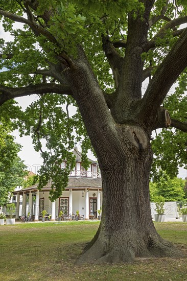 Tree, White Pavilion, Bad Doberan, Mecklenburg-Western Pomerania, Germany, Europe