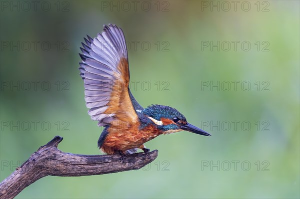 Common kingfisher (Alcedo atthis) juvenile, male, flapping his wings, Middle Elbe Biosphere