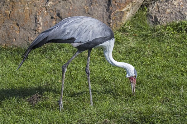 Wattled crane (Bugeranus carunculatus) (Grus carunculata) foraging, native to Africa