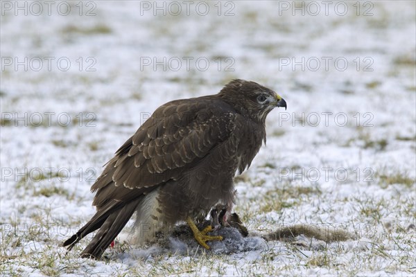 Common buzzard (Buteo buteo) feeding on hare in the snow in winter, Germany, Europe
