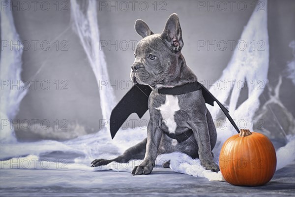 Young blue French Bulldog wearing halloween bat costume wings sitting next to pumpkin in front of