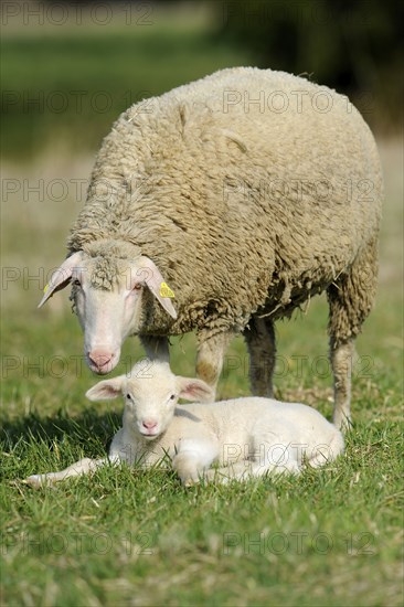 Merino sheep with lamb, sheep, sheep