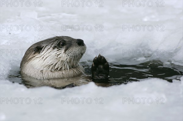 Canadian Otter looking out of ice hole (Lutra canadensis), Canadian otter looking out of ice hole