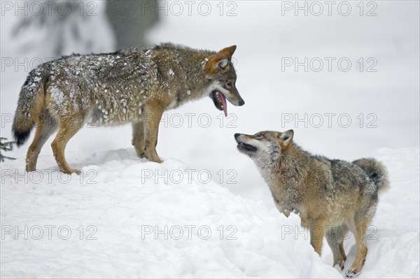 Wolves (Canis lupus)