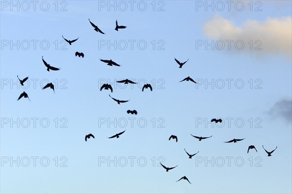 Red-billed Choughs (Pyrrhocorax pyrrhocorax), Andalusia, Spain, Europe