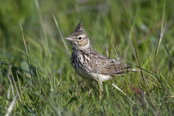 Crested Lark (Galerida cristata), Extremadura, Spain, Europe