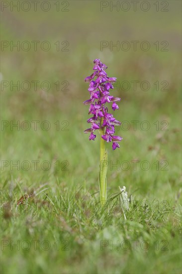 Man's orchid (Orchis mascula), flowering in a meadow, Hesse, Germany, Europe