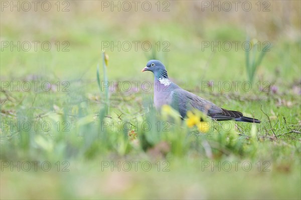 Feral pigeon (Columba livia domestica) on a meadow, Bavaria, Germany Europe