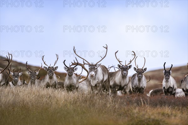 Wild mountain reindeer (Rangifer tarandus tarandus), reindeer, herd in autumn tundra, Forollhogna
