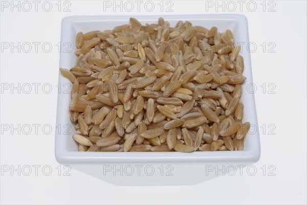 Khorasan wheat (Triticum turgidum × polonicum), also called kamut, is an old variety of spring