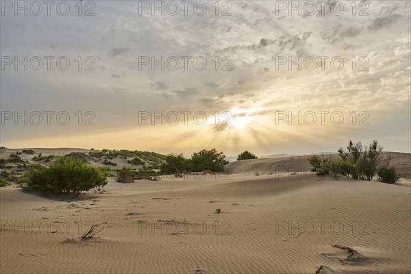 Beach "Platja del Fangar", Vegetation, nature reserve, ebro delta, Catalonia, Spain, Europe