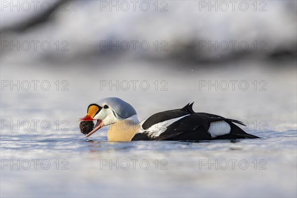 King eider (Somateria spectabilis), also known as King Eider, male eating a sea urchin, Batsfjord,