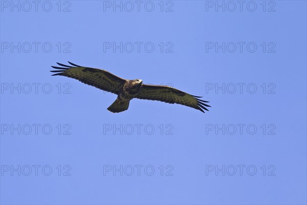 Common Buzzard (Buteo buteo) in flight against blue sky