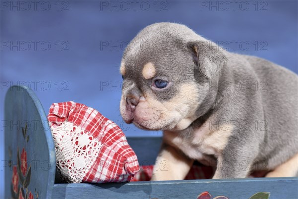 Lilac Tan French Bulldog dog puppy in bed in front of blue background