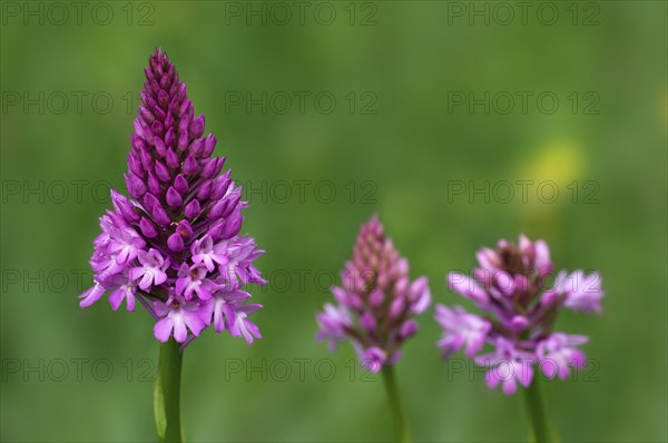 Pyramidal orchid, Pyramidal orchis, Pointed orchis, Comb orchid, Pyramidal orchid, Pyramidal