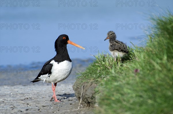 Australian eurasian oystercatcher (Haematopus ostralegus), Red Oystercatcher with chicks on the