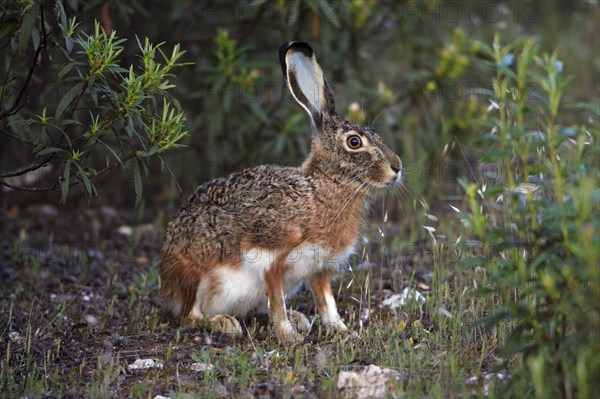 Granada hare (Lepus granatensis), Portugal, Europe