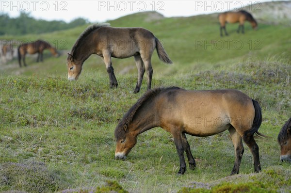 Exmoor ponies, De Bollekamer nature reserve, Texel island, North Holland, Netherlands