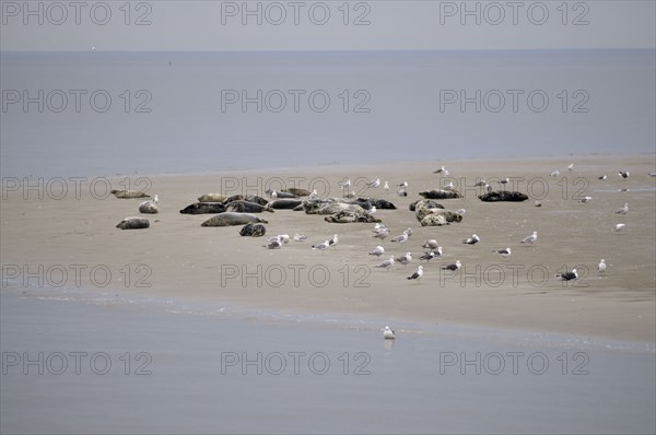 Harbor seals (Phoca vitulina) and grey seals (Halichoerus grypus), on sandbank at low tide, Texel