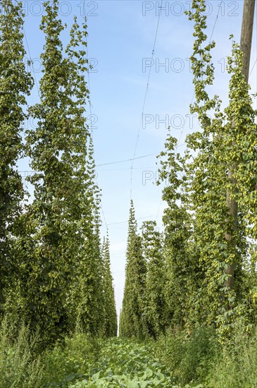 Hop field Hop cultivation, Hops (Humulus), Alsace, France, Europe