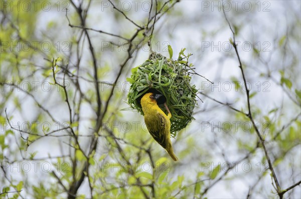 Eastern Golden Weaver (Ploceus subaureus) building a nest, Dhofar Region, Oman, Asia