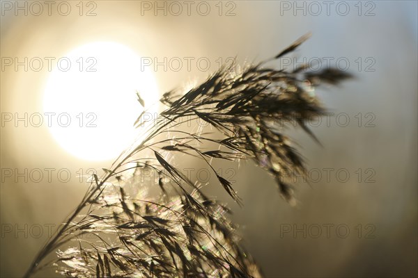 Common reed (Phragmites australis) seeds, detail, Upper Palatinate, Bavaria, Germany, Europe