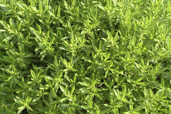 Summer savory (Satureja hortensis), also garden savory, true savory, pepperwort, family of the