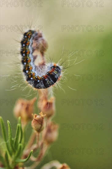 Caterpillar of a Malacosoma constrictum butterfly at Mount "La Talaia del Montmell" at evening,