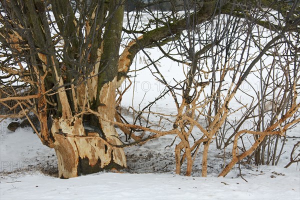 Fruit tree damaged by european rabbit (Oryctolagus cuniculus) and other rodents by eating the bark