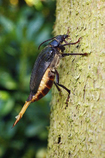 Tanner Beetle, female, Lower Saxony, Germany, Prionus coriarius, Sawyer Beetle, Europe