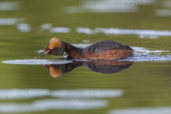 Horned Grebe (Podiceps auritus) swims in water, Västergotland, Sweden, Europe