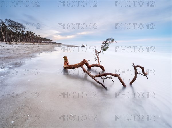 Baltic Sea beach with uprooted tree in winter, long exposure, western beach Darß after storm,