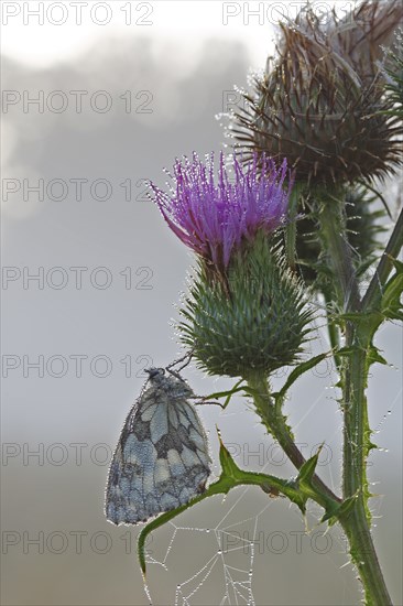 Marbled white (Melanargia galathea) in cold torpor on a thistle, Middle Elbe Biosphere Reserve,