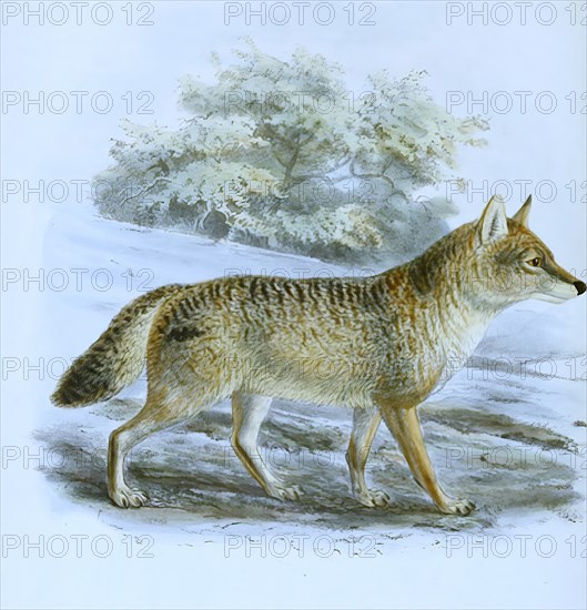 Indian jackal (Canis aureus), Indian jackal indicus, Historical, digitally restored reproduction of