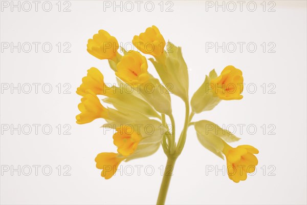 Common cowslip (Primula veris), is a species of plant from the genus Primula, medicinal plant,