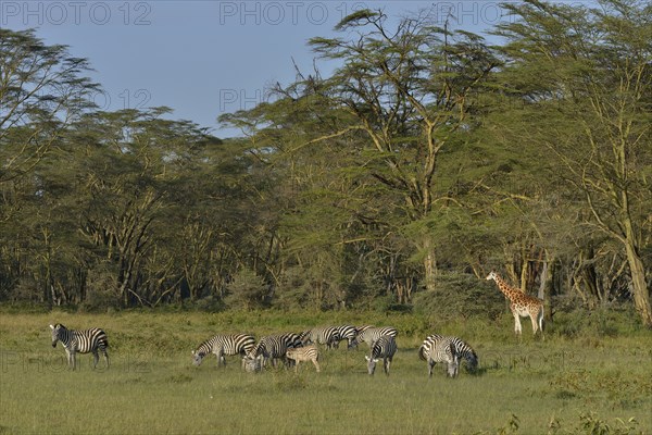 Rothschild Giraffe or Ugandan Giraffe (Giraffa camelopardalis rothschildi) and Grant's Zebras