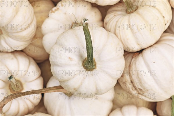 Top view of small white Baby Boo pumpkin in pile